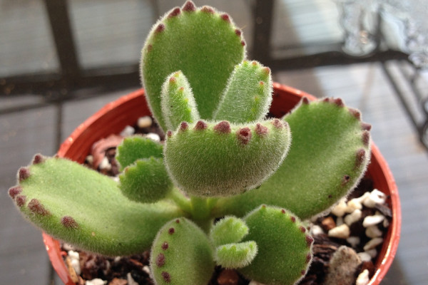 熊童子冬天怎么養(yǎng)，控溫控水/增光施肥