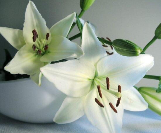 百合花怎么繁殖，百合花的繁殖方法