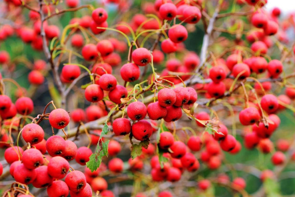 山楂籽能種出來(lái)嗎，播種前可進(jìn)行沙藏