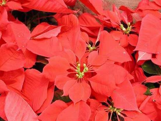 一品紅葉面發(fā)黑怎么辦，一品紅葉面發(fā)黑解決辦法