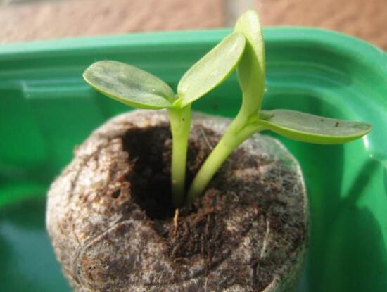 向日葵什么時候播種，向日葵繁殖方法