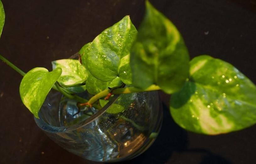 綠蘿如何施肥，最好施加這4種有利于成長(zhǎng)的肥料