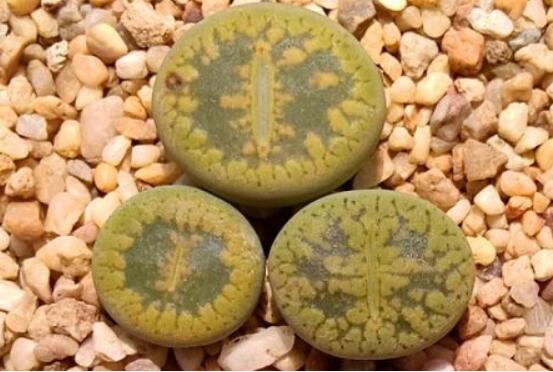 生石花怎么種植，做好六個(gè)步驟盆盆爆滿