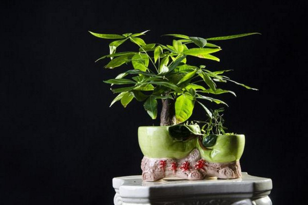 發(fā)財(cái)樹葉子發(fā)黃怎么回事，光照過強(qiáng)/土壤不適/澆水過多