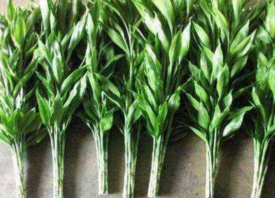 盆栽富貴竹怎么養(yǎng)，教你七個(gè)方法養(yǎng)的青翠怡人