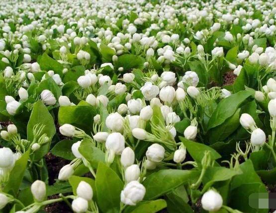 茉莉花葉子發(fā)黃怎么辦，茉莉花葉子發(fā)黃解決辦法