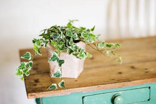 常春藤的花語和象征意義，象征著歡樂與活力