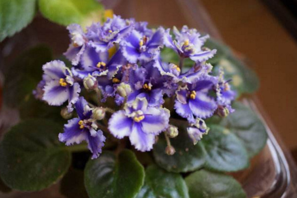 非洲堇秋天怎么養(yǎng)，光照適宜、水分充足