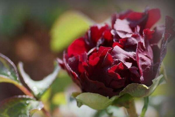 牡丹花象征著什么意義，美麗、富貴的象征