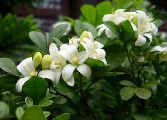 九里香冬天怎么施肥，九里香施什么肥好