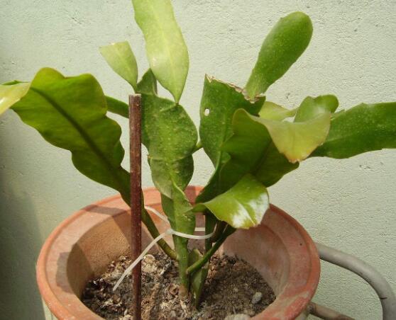 曇花換盆注意事項(xiàng)，只需要注意五個(gè)要點(diǎn)即可