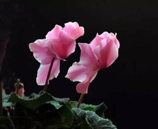 仙客來(lái)的花期是什么時(shí)候，每年冬季含苞盛放(12月至5月)