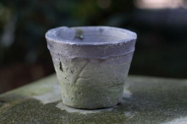 天竺葵用深盆還是淺盆，要根據(jù)植株的大小來(lái)決定