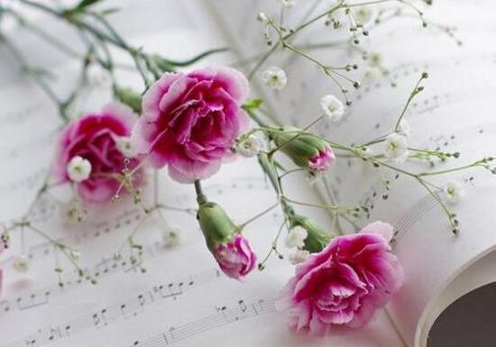 康乃馨花語是什么，康乃馨是送給什么人的