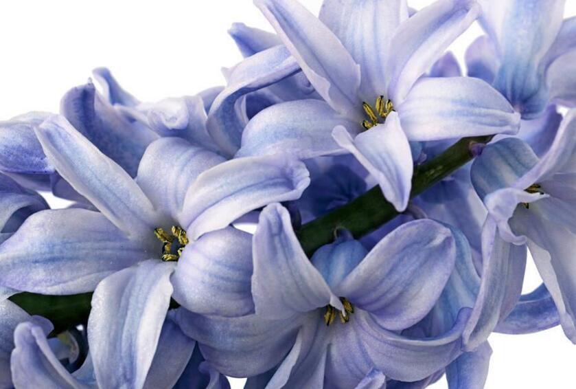 風信子花期是什么時候，不同的品種不同的時間