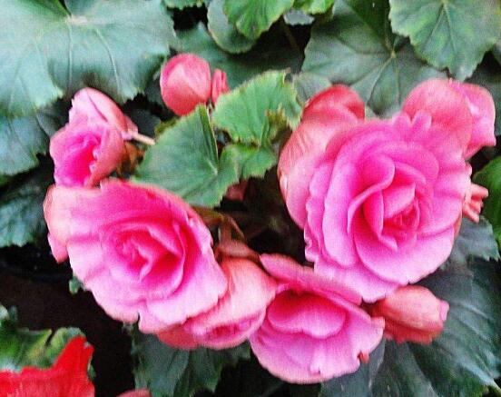 海棠花開花時間，每年4-5月含苞綻放(春季)