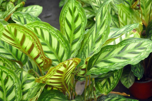 竹芋葉子發(fā)黃怎么辦