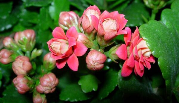 長壽花水培技術(shù)要點