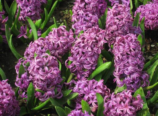 風(fēng)信子的功效及作用，緩解疲勞、提煉精油