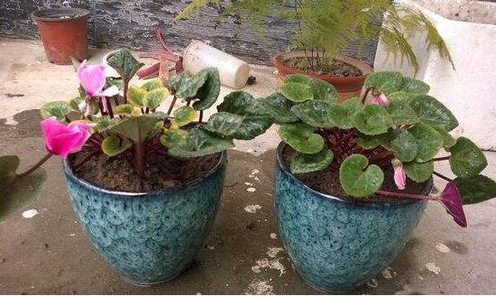 仙客來怎么換盆，仙客來換盆注意事項