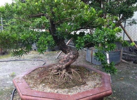 羅漢松可以水培嗎，羅漢松水培養(yǎng)殖方法