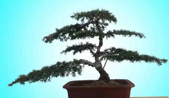 紅豆杉可以種庭院嗎，可以/幸福安康，家庭和睦