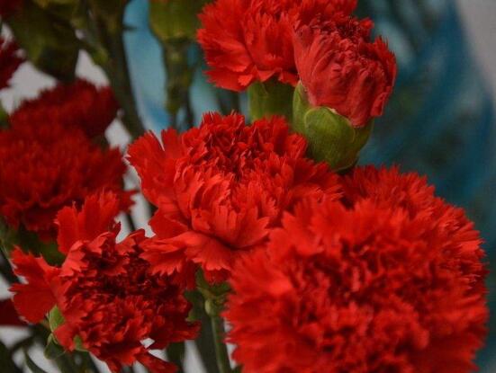 康乃馨送母親要幾朵，1、10、16、18朵寓意最深