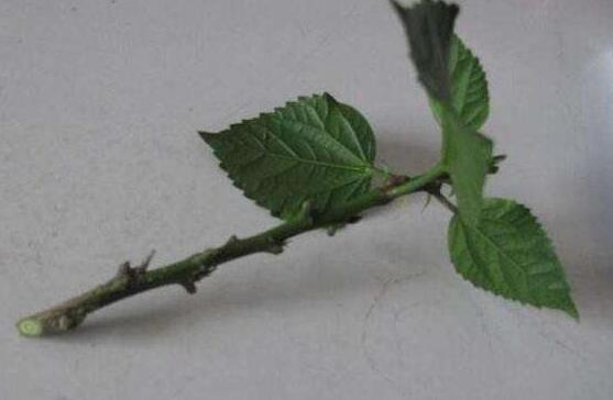 月季花如何壓條繁殖，教你六達(dá)基本步驟存活率百分百