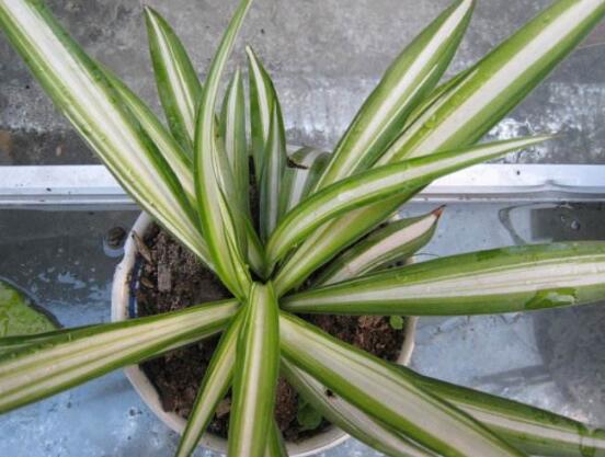 金心吊蘭的養(yǎng)殖方法及注意事項(xiàng)，9種方法幫你把金心吊蘭養(yǎng)爆盆