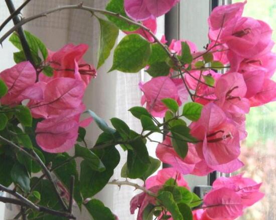 三角梅什么時候開花，三角梅為什么不開花