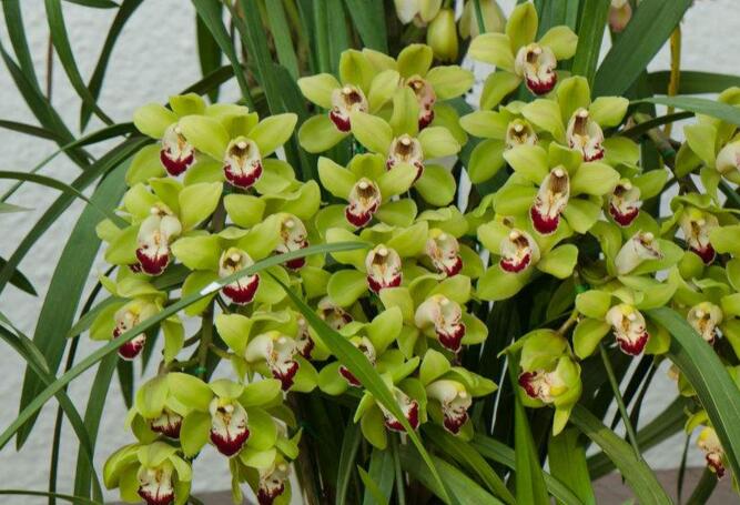 十種名貴的蘭花品種，素冠荷鼎拍出千萬(wàn)高價(jià)