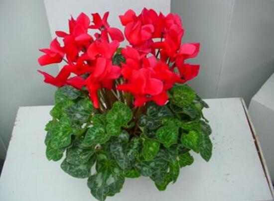 仙客來怎么養(yǎng)，仙客來的養(yǎng)殖方法和注意事項