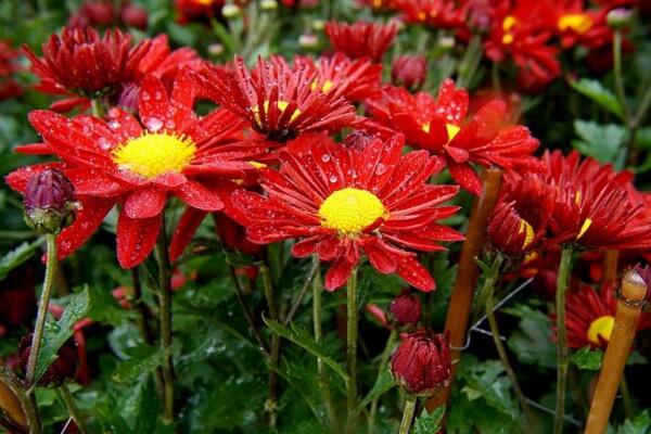 菊花葉子蔫了怎么辦，適當(dāng)遮陰并控制肥水