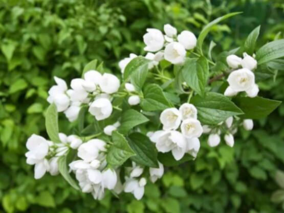 茉莉花的養(yǎng)殖方法，老總總結(jié)七大基本養(yǎng)殖方法