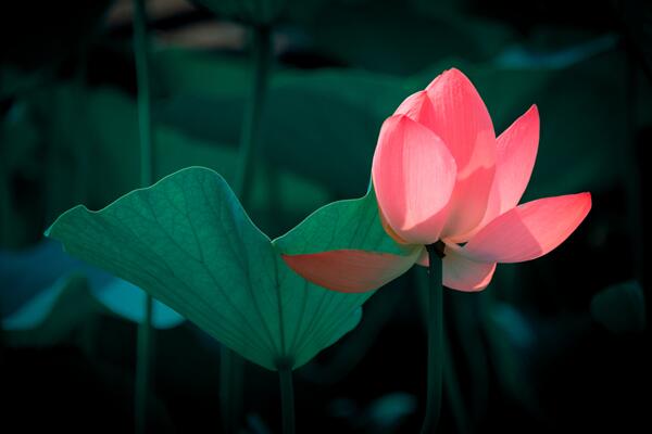 荷花的象征意義，象征著高雅、品德高尚