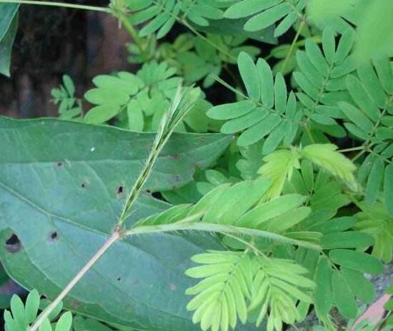 含羞草怎么繁殖，含羞草的繁殖方法