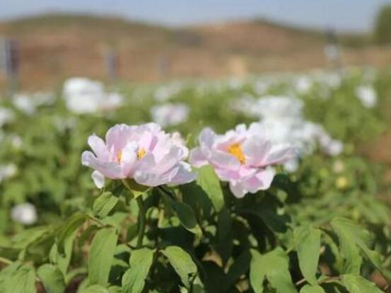 牡丹花怎么養(yǎng)，牡丹花養(yǎng)殖方法