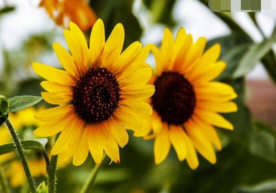 向日葵葉子發(fā)黃怎么辦，做好三個(gè)重要養(yǎng)護(hù)要點(diǎn)(光照/澆水/施肥)