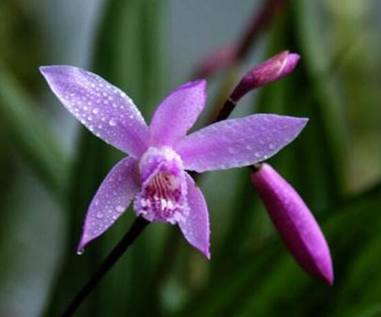 蘭花花期，不同品種不同開花期(一年開多次)