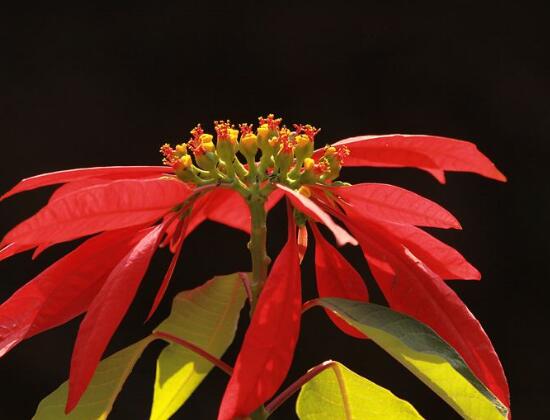 一品紅怎么養(yǎng)，一品紅養(yǎng)殖方法