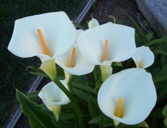 水養(yǎng)馬蹄蓮的養(yǎng)殖方法，做好五個要點水培無憂(茂盛美觀)