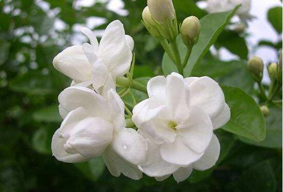 茉莉花施什么肥好，茉莉花施磷鉀肥和有機(jī)肥最好