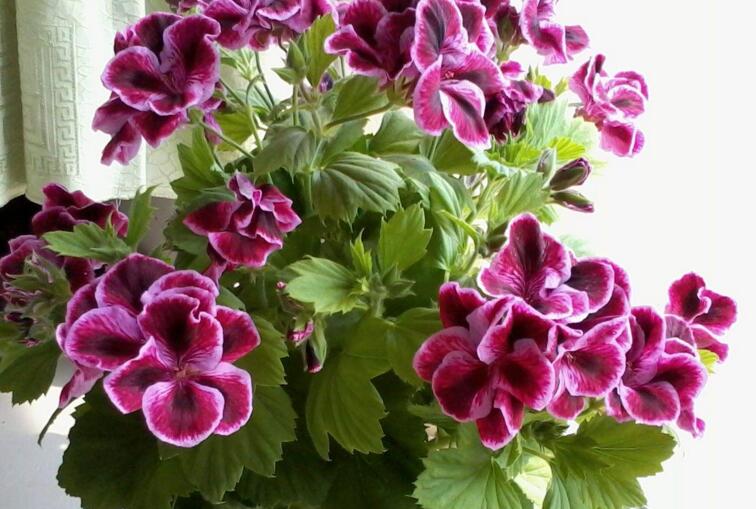 天竺葵怎樣施肥，最好選擇喜肥進(jìn)行施加