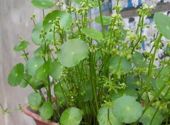 銅錢草什么時(shí)候開花，銅錢草花期多長(zhǎng)時(shí)間（四個(gè)月）