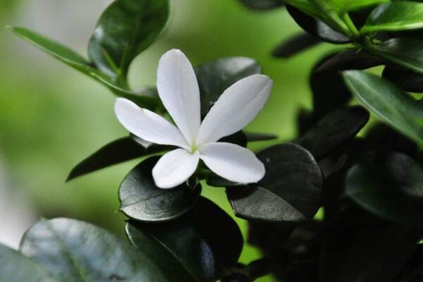 茉莉花扦插方法，桿插的5大要點