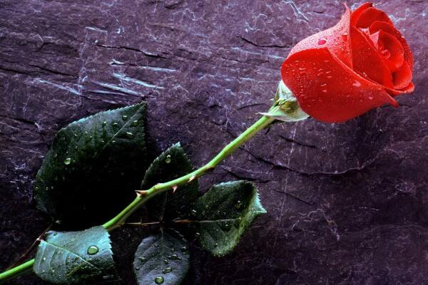 月季花和玫瑰花的區(qū)別，細(xì)數(shù)五個(gè)不同之處