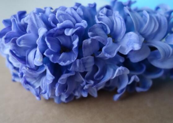 好看的風(fēng)信子圖片欣賞，姿色優(yōu)美，色彩艷麗