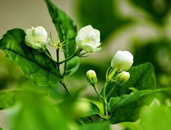 茉莉花的養(yǎng)殖方法和注意事項，老農(nóng)總結最實用八大養(yǎng)殖方法