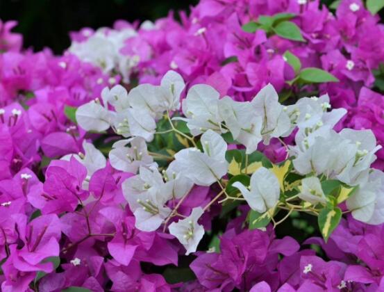 三角梅的水扦插方法，教你三個簡單易學(xué)方法(水插爆盆)