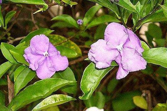 番茉莉怎么養(yǎng)，八大方法教你養(yǎng)得郁郁蔥蔥